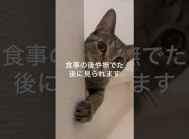 猫がありがとうを伝える時にする行動3選
