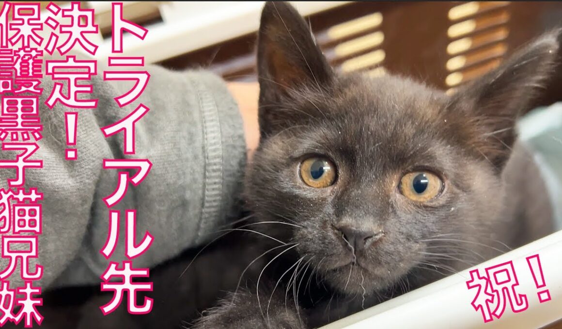 黒い保護子猫兄妹、トライアル先決定！The foster kitties' new homes had been decided.
