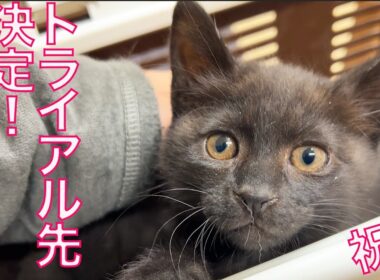 黒い保護子猫兄妹、トライアル先決定！The foster kitties' new homes had been decided.