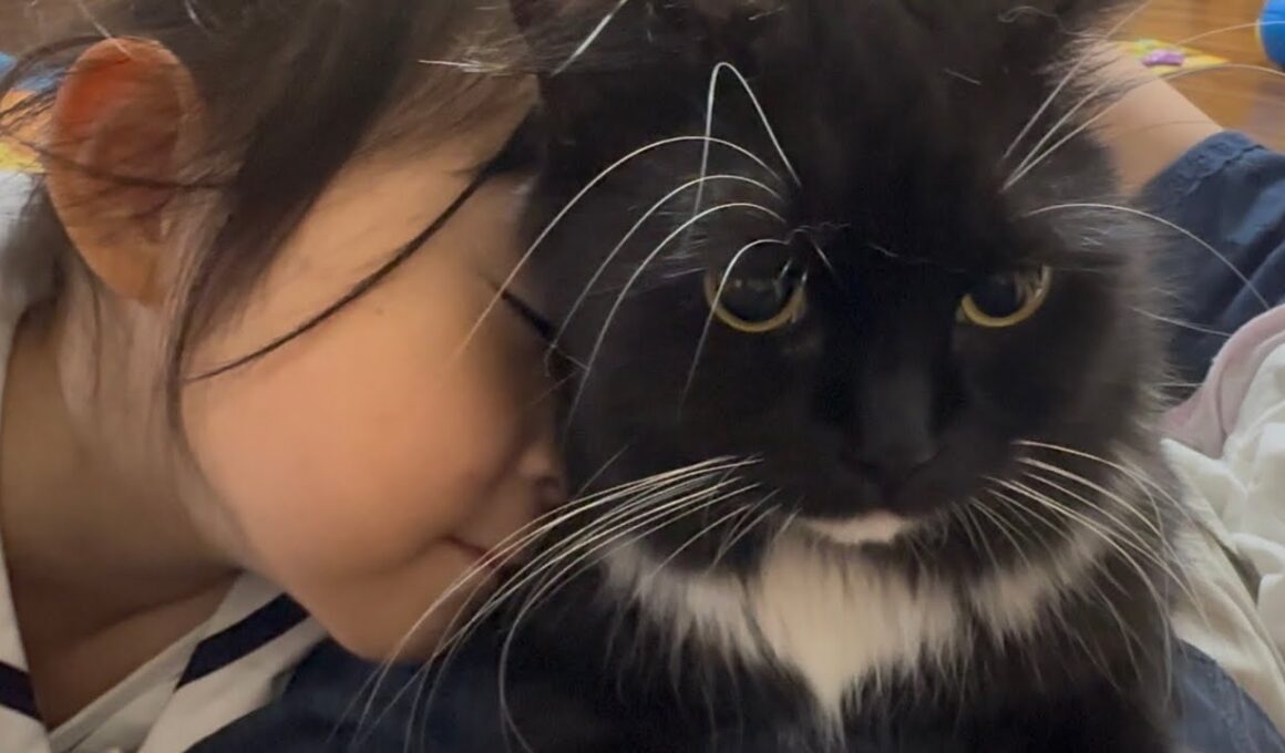 ふみふみ甘える猫　ラガマフィンA cat pampering by stepping on its owner. Ragamuffin