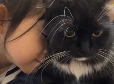 ふみふみ甘える猫 ラガマフィンA cat pampering by stepping on its owner. Ragamuffin