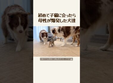 子猫好きすぎてベッタリ離れない犬達が可愛すぎる♡【ボーダーコリー・オーストラリアンシェパード】#切り抜き