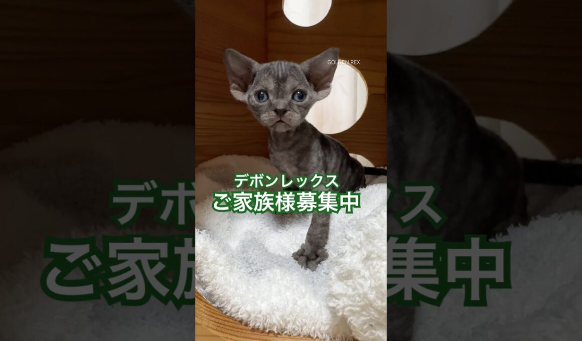 ご家族様募集中！ デボンレックス 女の子。 #デボンレックス #デボンレックスブリーダー #デボンレックス子猫 #子猫 #devonrex #德文卷毛猫 #猫 #shorts #kitten #猫