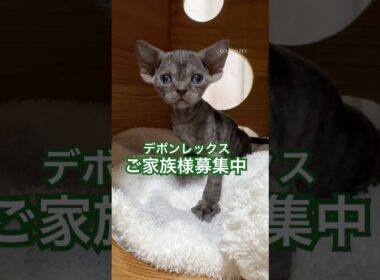 ご家族様募集中！ デボンレックス 女の子。 #デボンレックス #デボンレックスブリーダー #デボンレックス子猫 #子猫 #devonrex #德文卷毛猫 #猫 #shorts #kitten #猫