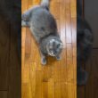催促2 #アメリカンカール #猫動画 #catvideos