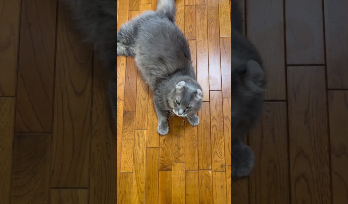 催促2 #アメリカンカール #猫動画 #catvideos