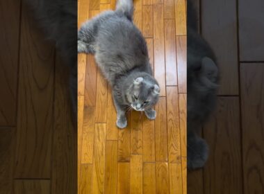 催促2 #アメリカンカール #猫動画 #catvideos