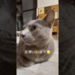 【ロシアンブルー】めろん雨の土曜日...お留守番お願いします🥺🎣【猫】#shorts
