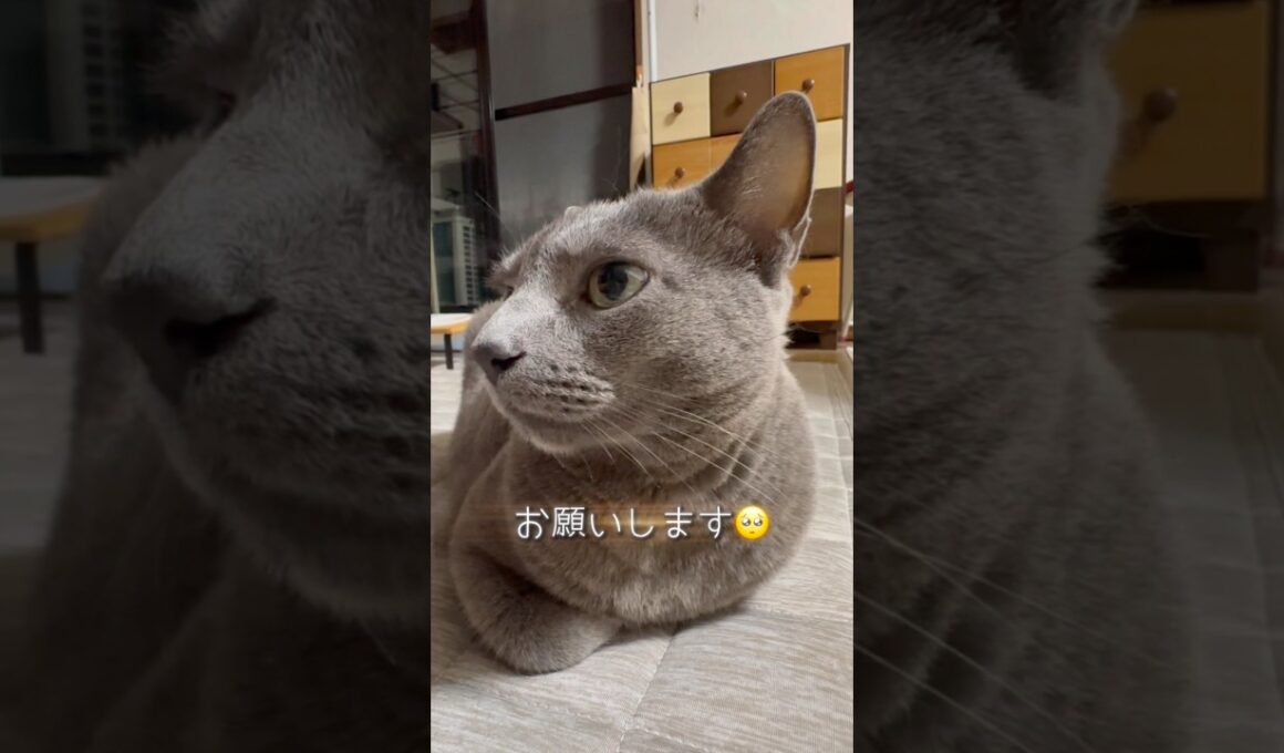 【ロシアンブルー】めろん雨の土曜日...お留守番お願いします🥺🎣【猫】#shorts