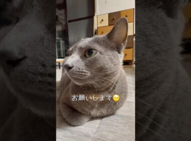 【ロシアンブルー】めろん雨の土曜日...お留守番お願いします🥺🎣【猫】#shorts