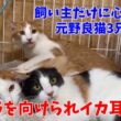 この子達は不器用でサムライみたいな子猫達です