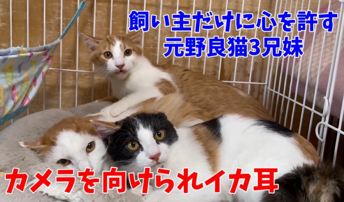 この子達は不器用でサムライみたいな子猫達です