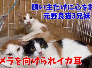 この子達は不器用でサムライみたいな子猫達です