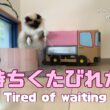 バーマン猫ガブとラフ【待ちくたびれた】Tired of waiting（バーマン猫）Birman/Cat