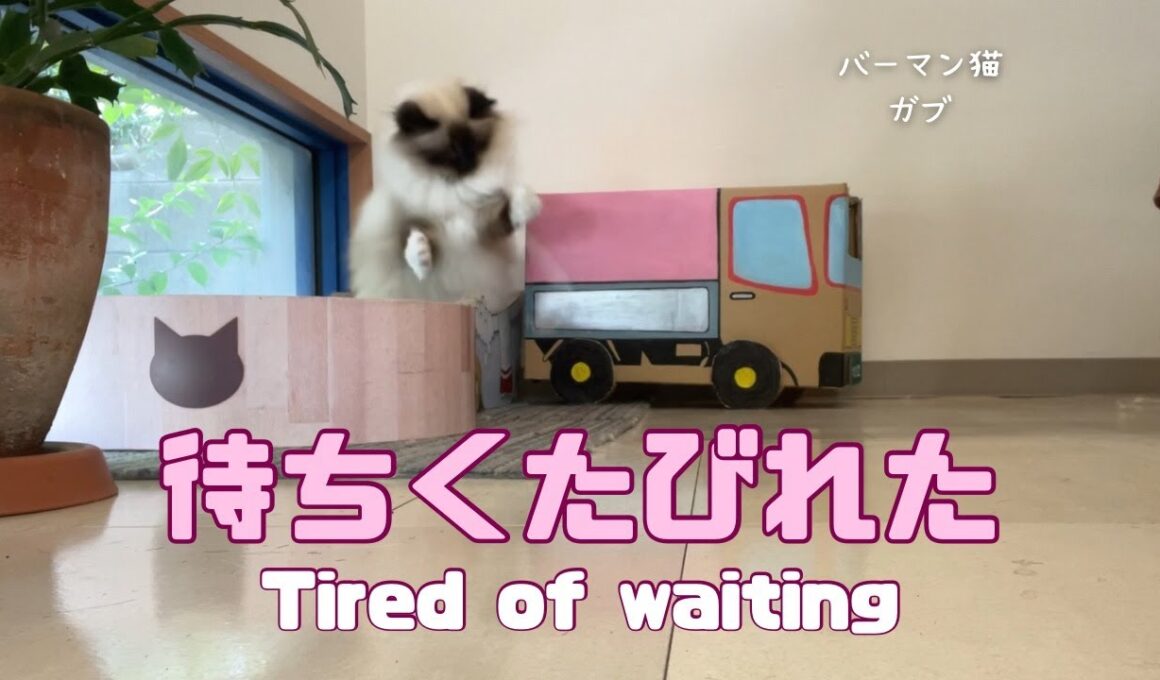 バーマン猫ガブとラフ【待ちくたびれた】Tired of waiting（バーマン猫）Birman/Cat