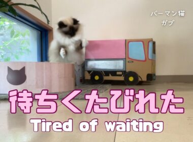 バーマン猫ガブとラフ【待ちくたびれた】Tired of waiting（バーマン猫）Birman/Cat