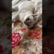 子ネコ２匹。シャムの雫に、じゃれようとする黒猫の黒夢。雫「休ませて」と拒絶