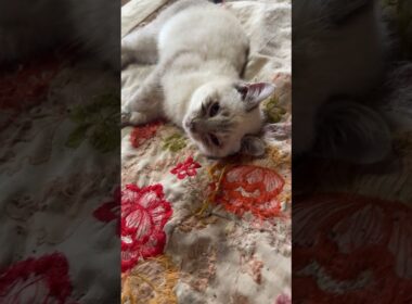 子ネコ２匹。シャムの雫に、じゃれようとする黒猫の黒夢。雫「休ませて」と拒絶