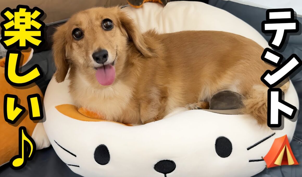 犬猫部屋をテントにしてみたら犬が大興奮してこうなりました