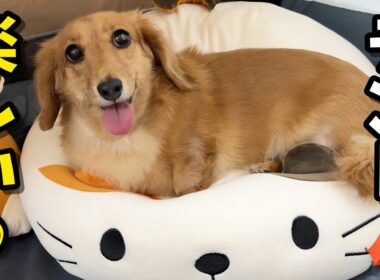 犬猫部屋をテントにしてみたら犬が大興奮してこうなりました