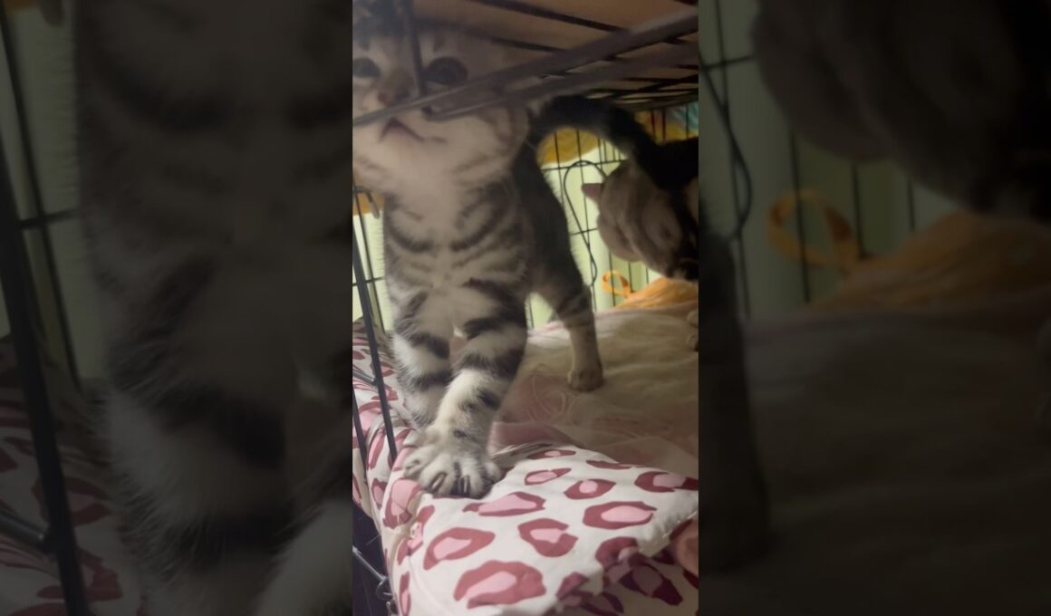 パパについて行ったらゲージの上まで登ってた#アメリカンショートヘア#アメショ#子猫#猫の日常#cat#cats