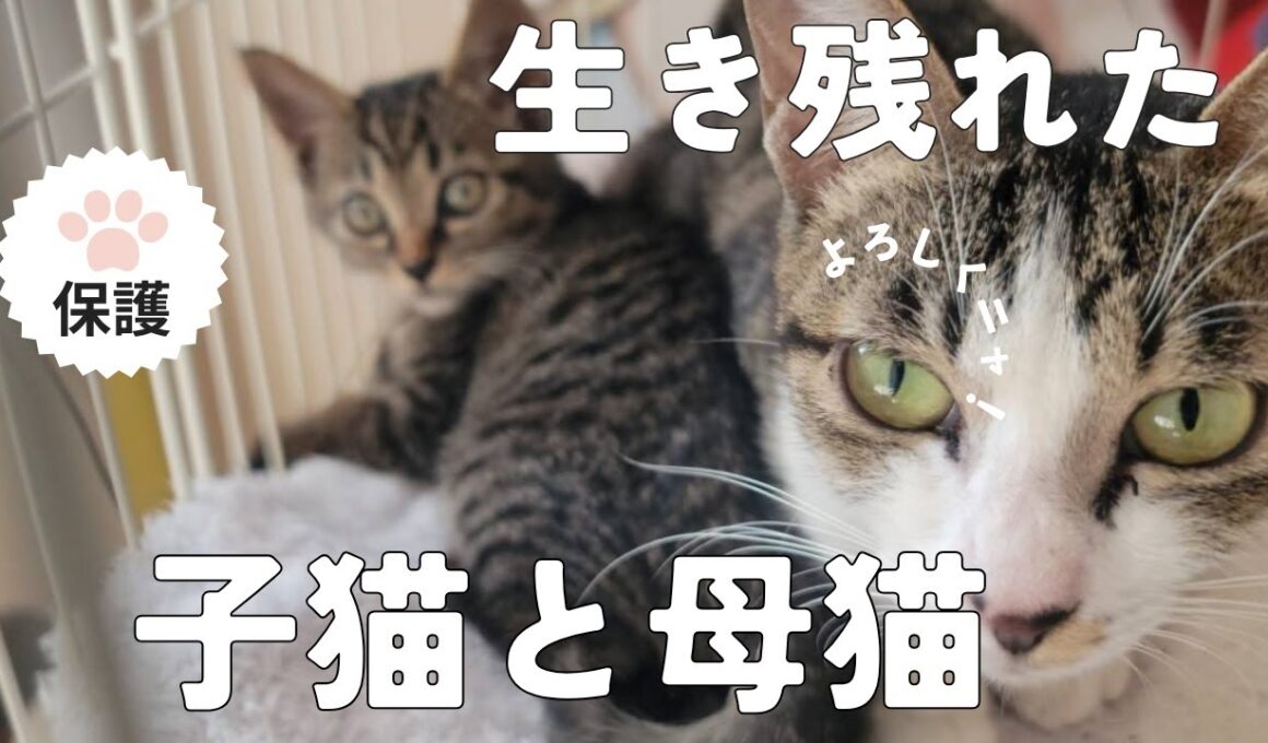 【親子で保護】カラスから守れた！間に合った保護猫！再編集