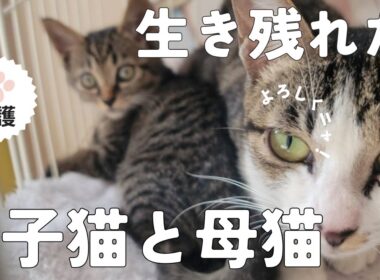 【親子で保護】カラスから守れた！間に合った保護猫！再編集