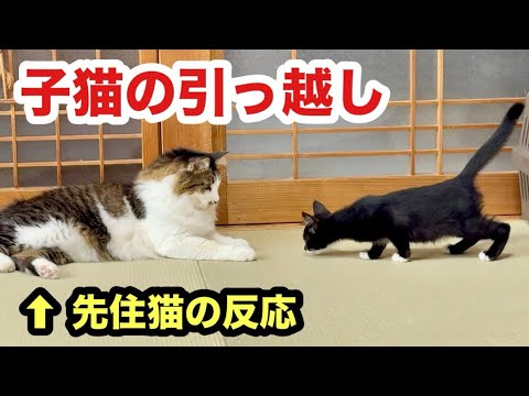 子猫が引っ越してきた時の先住猫の反応がこちらです