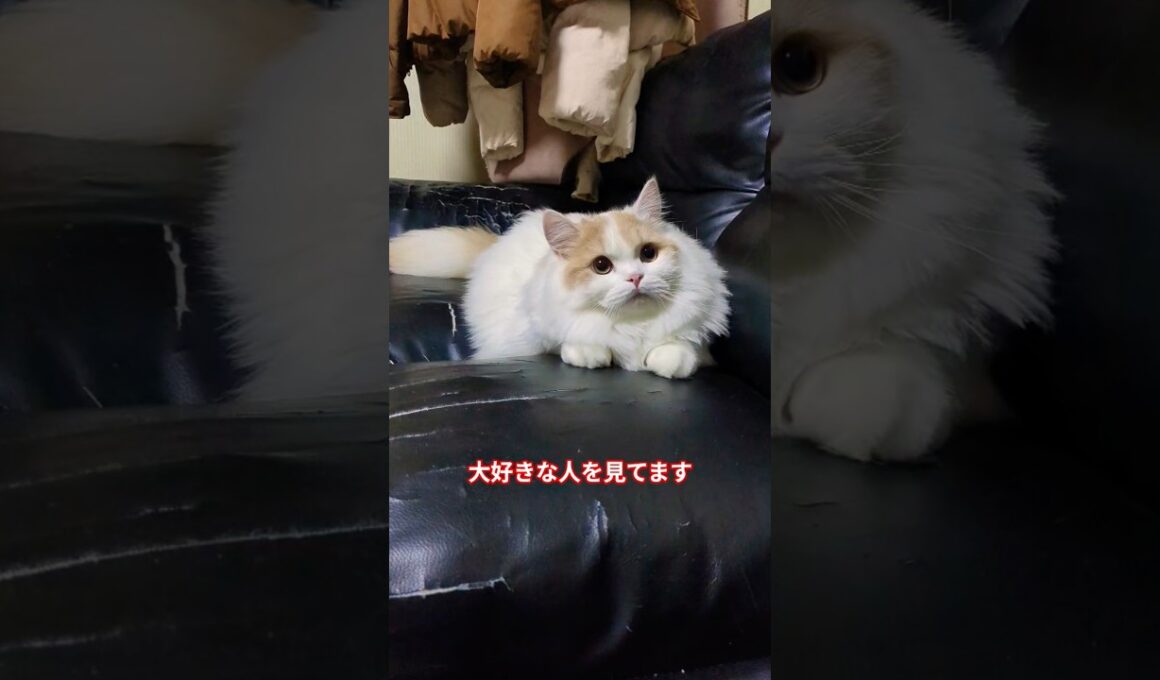 ずっと見てる#猫 #ねこ #スコティッシュフォールド#shorts