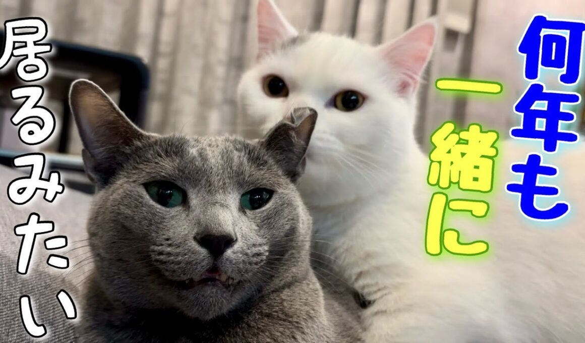 ロシアンブルー | 弟が来て丸一年経ったよ [Russian Blue cat Kotetsu]