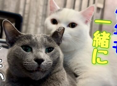 ロシアンブルー | 弟が来て丸一年経ったよ [Russian Blue cat Kotetsu]