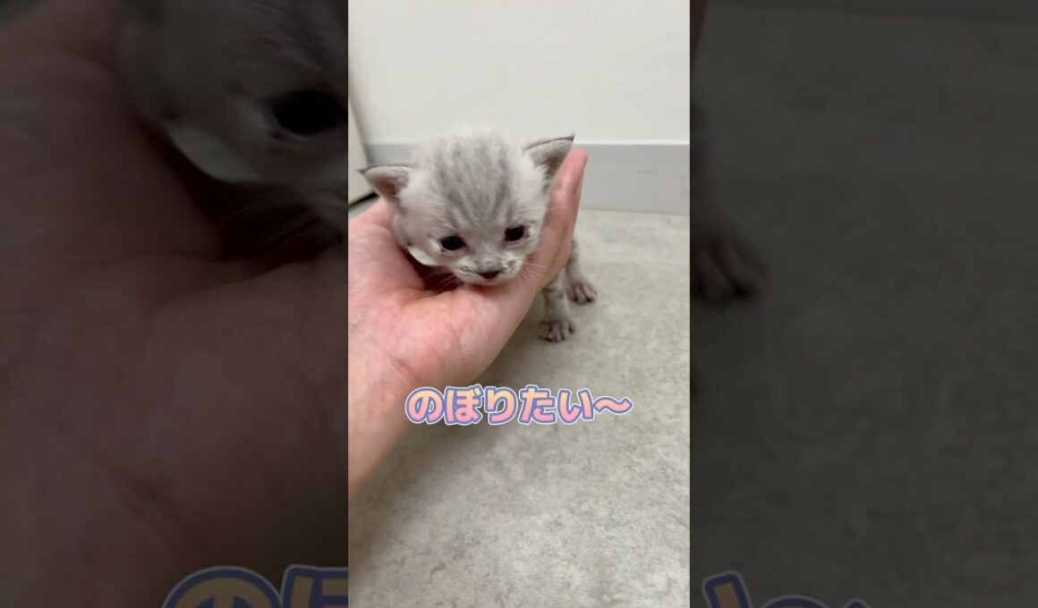 手のひらに登り降りする子猫
