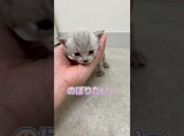手のひらに登り降りする子猫