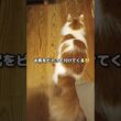 おしりを付けたがる猫が可愛い #メインクーン #猫 #猫のいる暮らし#cat #mainecoon #catlover​  #catshorts​ #cute​ #cutecat​ #fyp​