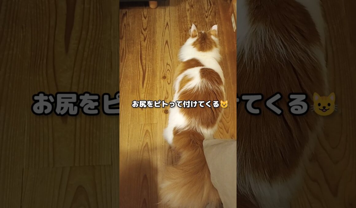 おしりを付けたがる猫が可愛い #メインクーン #猫 #猫のいる暮らし#cat #mainecoon #catlover​  #catshorts​ #cute​ #cutecat​ #fyp​