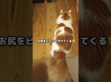 おしりを付けたがる猫が可愛い #メインクーン #猫 #猫のいる暮らし#cat #mainecoon #catlover​  #catshorts​ #cute​ #cutecat​ #fyp​