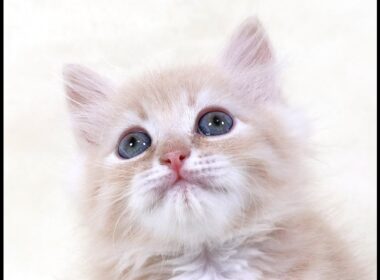 2025年8月8日産まれのサイベリアンの陽気でおっとりとした優しい性格のクリームタビーの男の子です♪