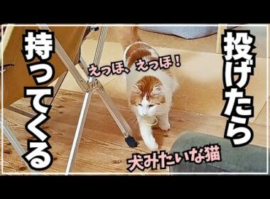【中身は犬？】投げたら持ってくる猫と過ごす日常