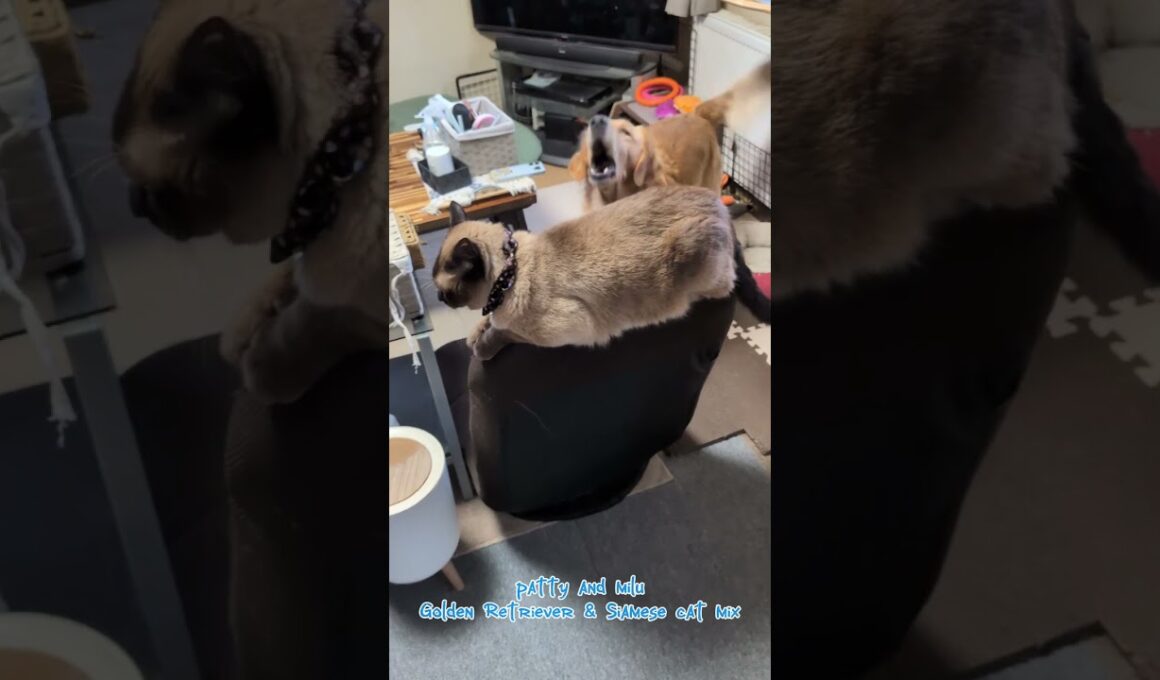 構いたいわんこと構われたいにゃんこ #ゴールデンレトリバー #シャム猫ミックス #わんことにゃんこの居る暮らし #goldenretriever