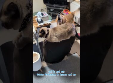 構いたいわんこと構われたいにゃんこ #ゴールデンレトリバー #シャム猫ミックス #わんことにゃんこの居る暮らし #goldenretriever