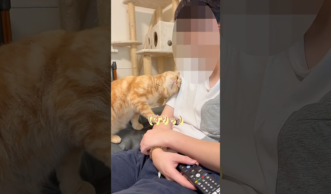 うちの愛猫の甘え方の違い　 #ネコ #cat  #ねこ  #shorts