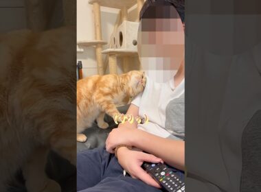 うちの愛猫の甘え方の違い　 #ネコ #cat  #ねこ  #shorts