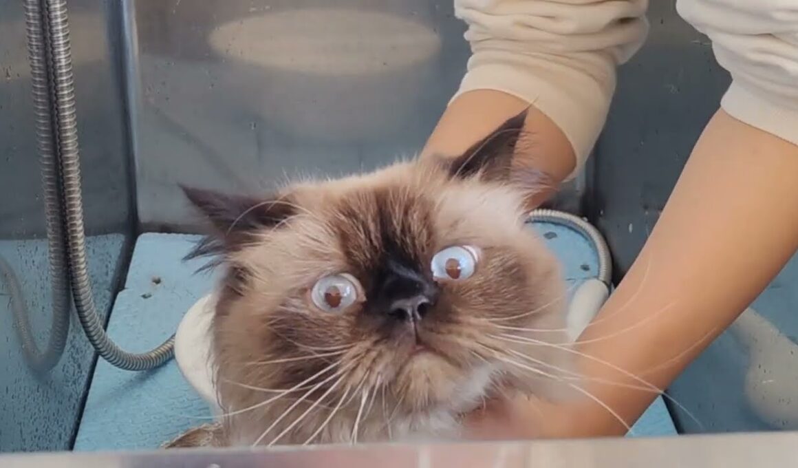 【ヒマラヤン】もふもふをシャンプーしたらこんな姿に…【長毛種】