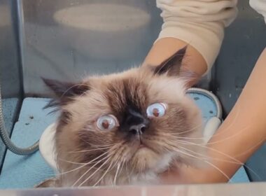 【ヒマラヤン】もふもふをシャンプーしたらこんな姿に…【長毛種】