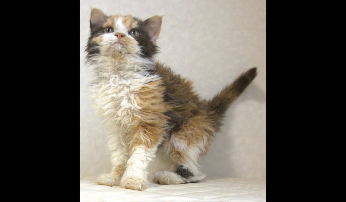 セルカークレックス子猫　Selkirk Rex　2025.5.28産まれ　キャリコ　三毛猫　巻き毛　女の子　シーダキャット猫のお店