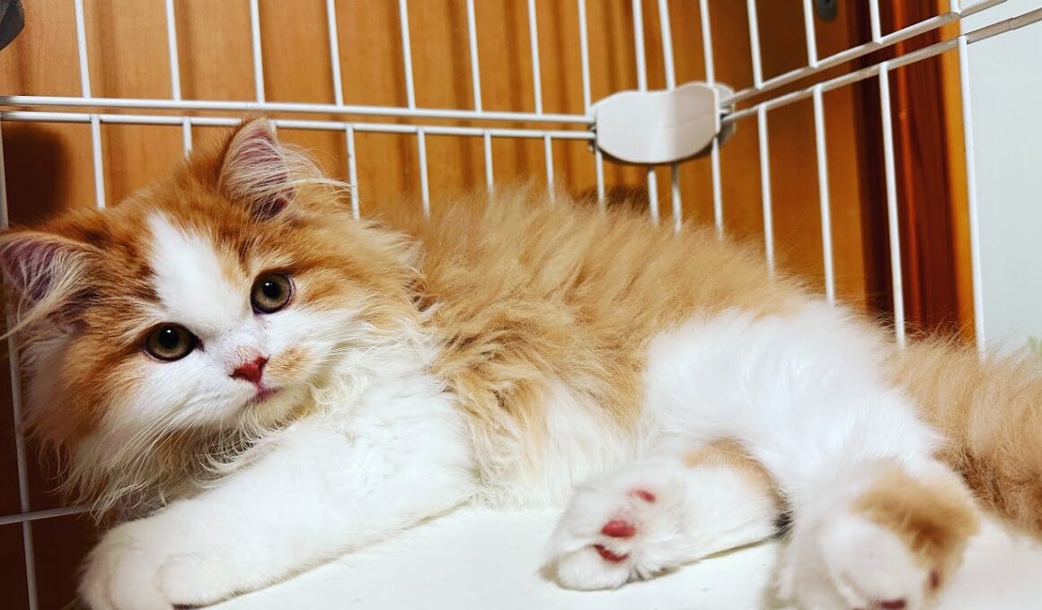 桃乃城🍑ラガマフィン♀ 3ヶ月　ようこそ我が家へ　#子ネコ  #cat #puppy #ねこ #ラガマフィン