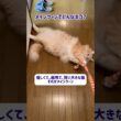 《メインクーンてどんなネコ？−性格は？》 #猫のいる暮らし #ねこ #かわいい