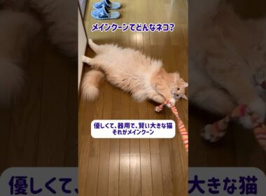 《メインクーンてどんなネコ？−性格は？》 #猫のいる暮らし #ねこ #かわいい