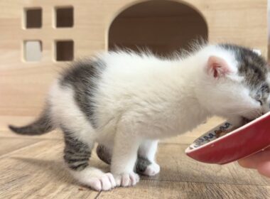 離乳食の美味しさに目覚めた子猫【坊ちゃん日記#4】　　Kitten awakens to the taste of baby food.