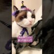 【スノーシュー猫】ペットあるある #shorts #猫のいる暮らし